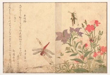 Red Dragonfly and Rice Locust